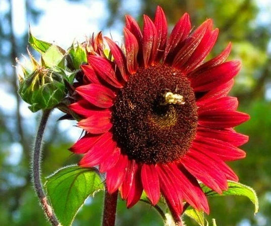 Chocolate Cherry Sunflower Seeds 50+ Pack, Helianthus annuus, Ornamental Annual for Bees & Birds