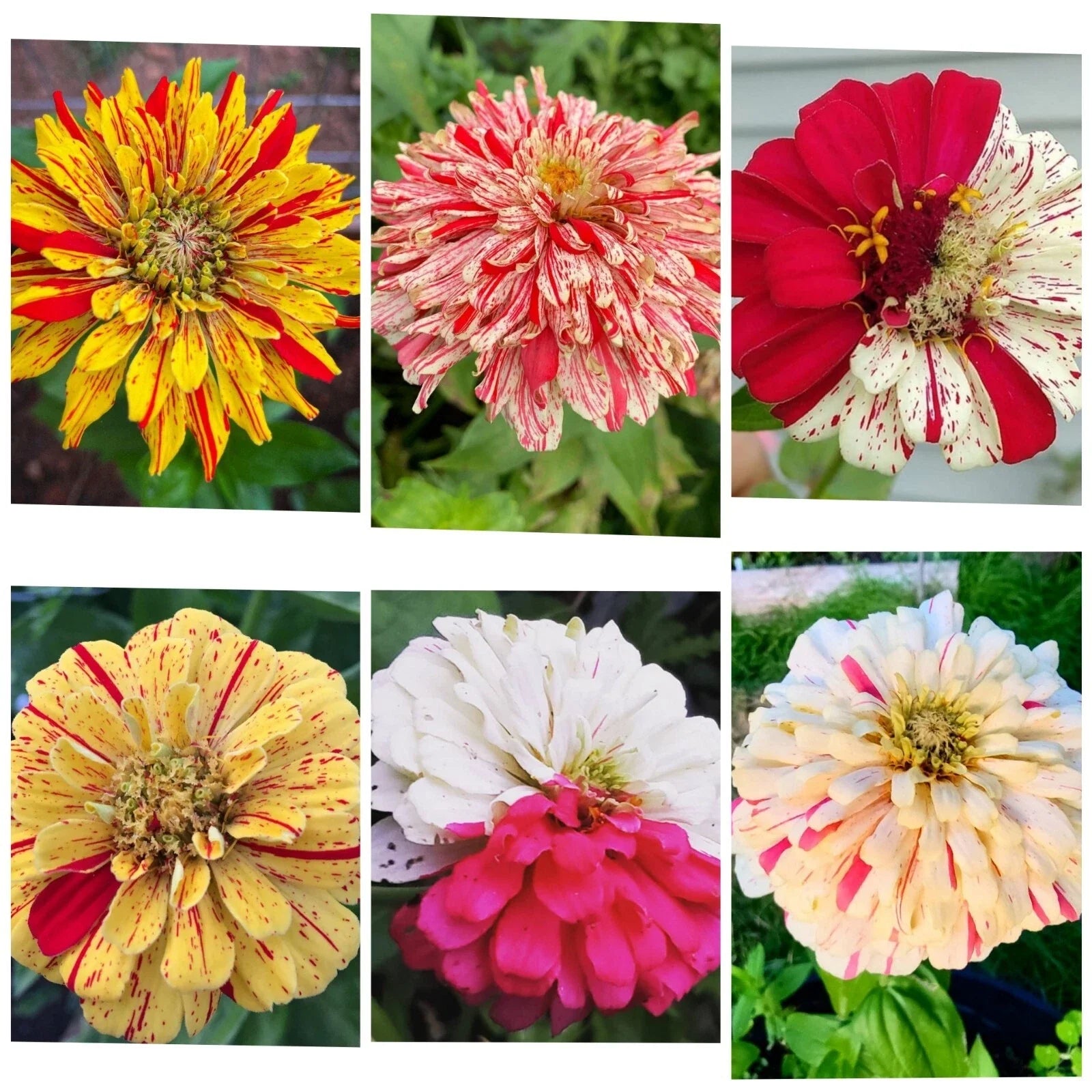 Zinnia Seeds - 35 Pack Candy Striped Premium Flower Mix - 3-4" Double Flowers - Zinnia elegans for Garden & Cut Flowers