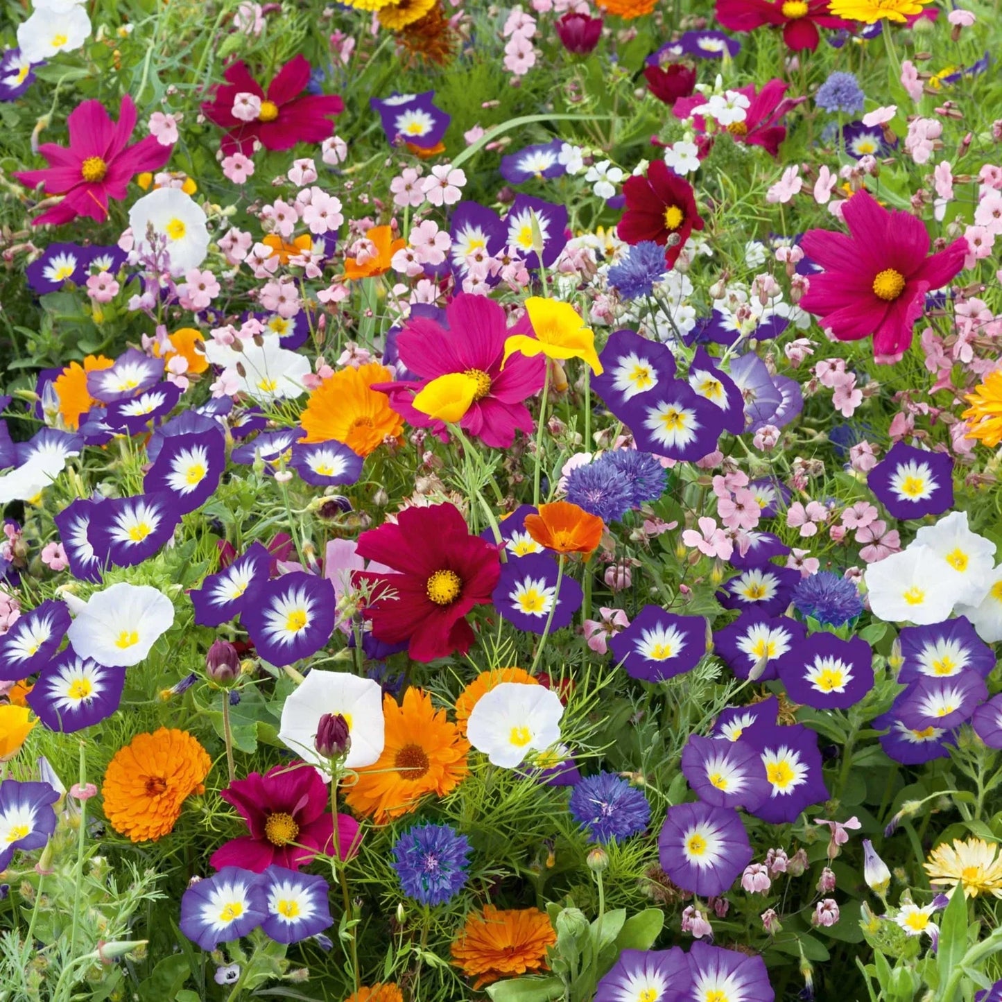 Purple Wildflower Mix Seeds - Vibrant Native Flower Blend for Gardens & Meadows