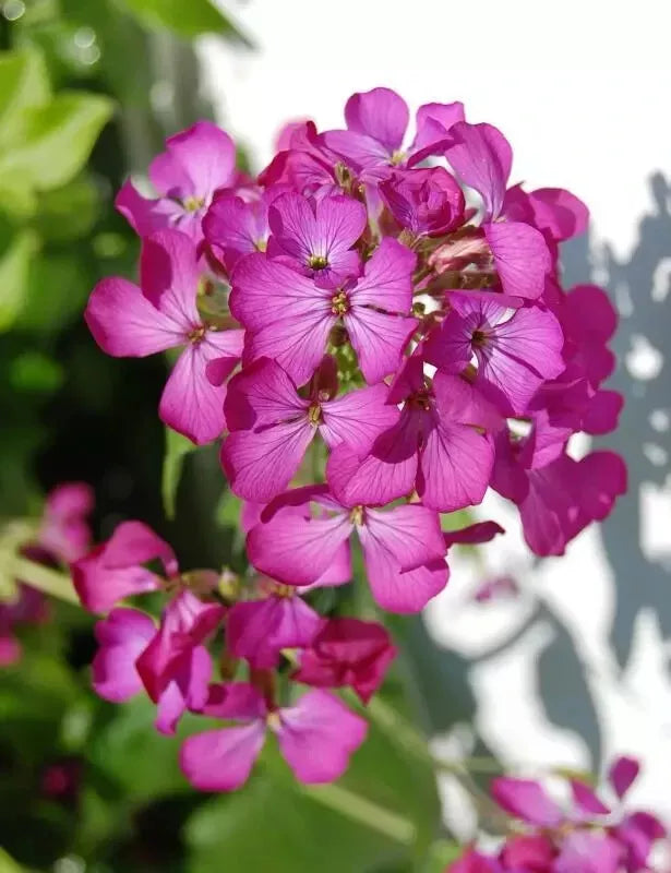 Dame's Rocket Seeds - 585 Pack - Rose Fuchsia Flowers - Perennial Hesperis matronalis for Gardens & Borders