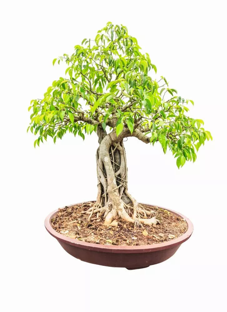 Weeping Fig Bonsai Tree Seeds - Ficus benjamina, Indoor Plant Seeds, Tropical Foliage, Compact Growth, 25 Seeds