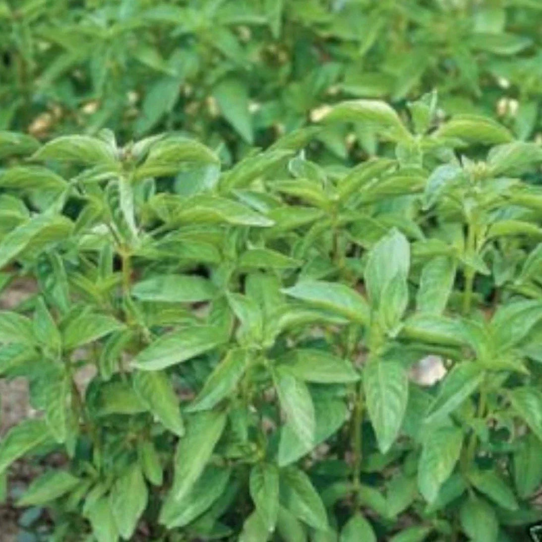 Lime Basil Seeds - 100+ Organic Non-GMO Seeds - Annual Herb Ocimum basilicum