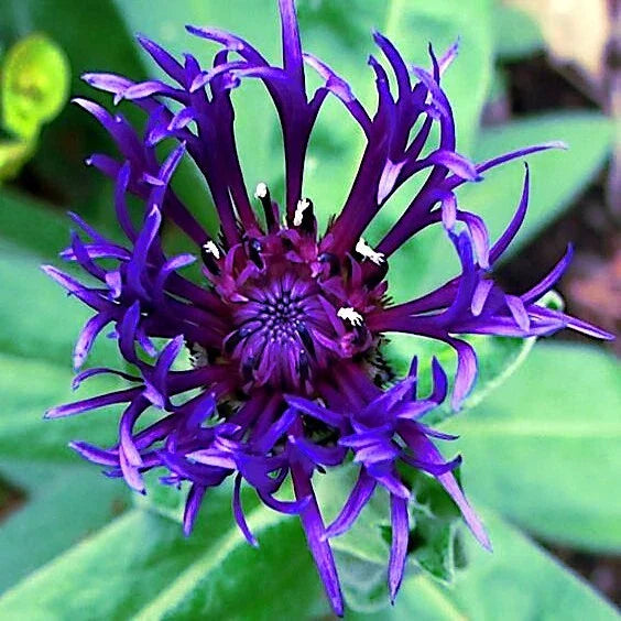 Mountain Blue Cornflower Seeds - 20 Perennial Centaurea montana Seeds - Cold Hardy Garden Flowers