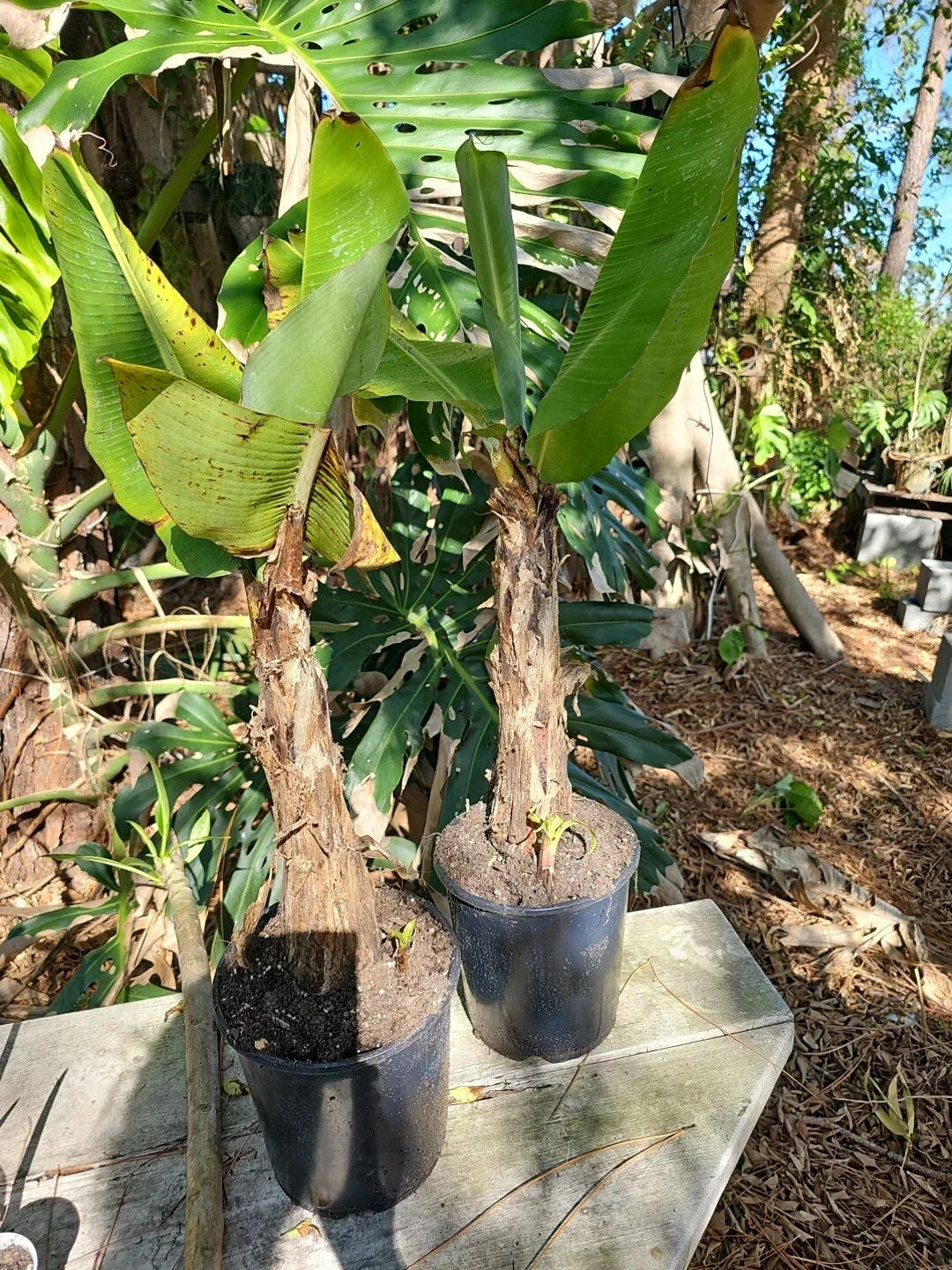 Dwarf Cavendish Banana Tree 2.5 Ft Tall with Pup - Musa acuminata Indoor & Outdoor Plant
