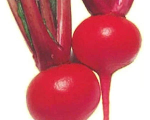 Red Round Turnip Seeds - 100 Heirloom Brassica rapa for Home Gardening, Cool Climate, Easy to Grow, Vegetable Seeds