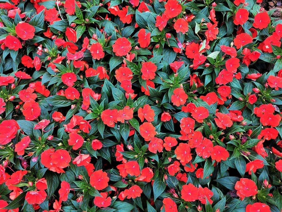Busy Lizzy Impatiens Seeds 500 Pack Scarlet Sun & Shade Impatiens walleriana for Borders & Containers