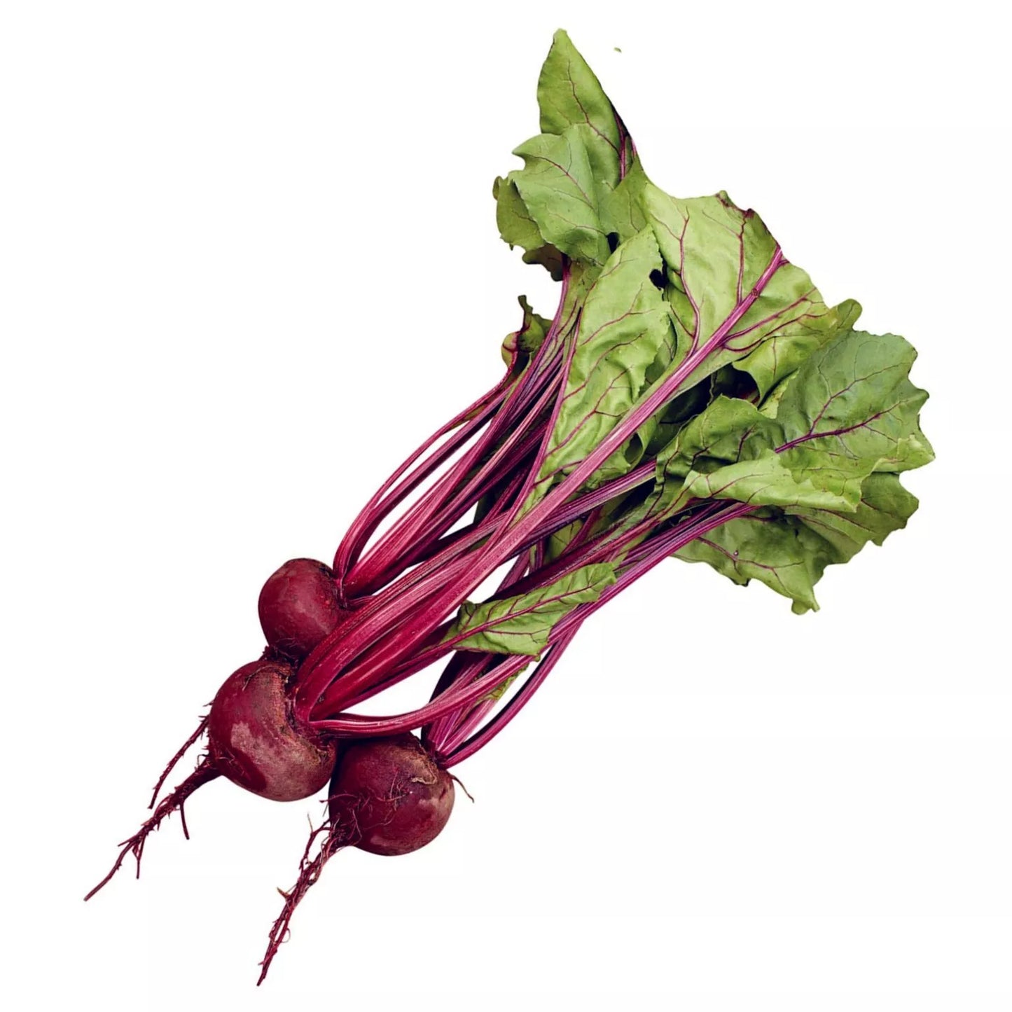 Beet Seeds - 500+ Count - Early Wonder Heirloom Vegetable Seeds for Home Garden