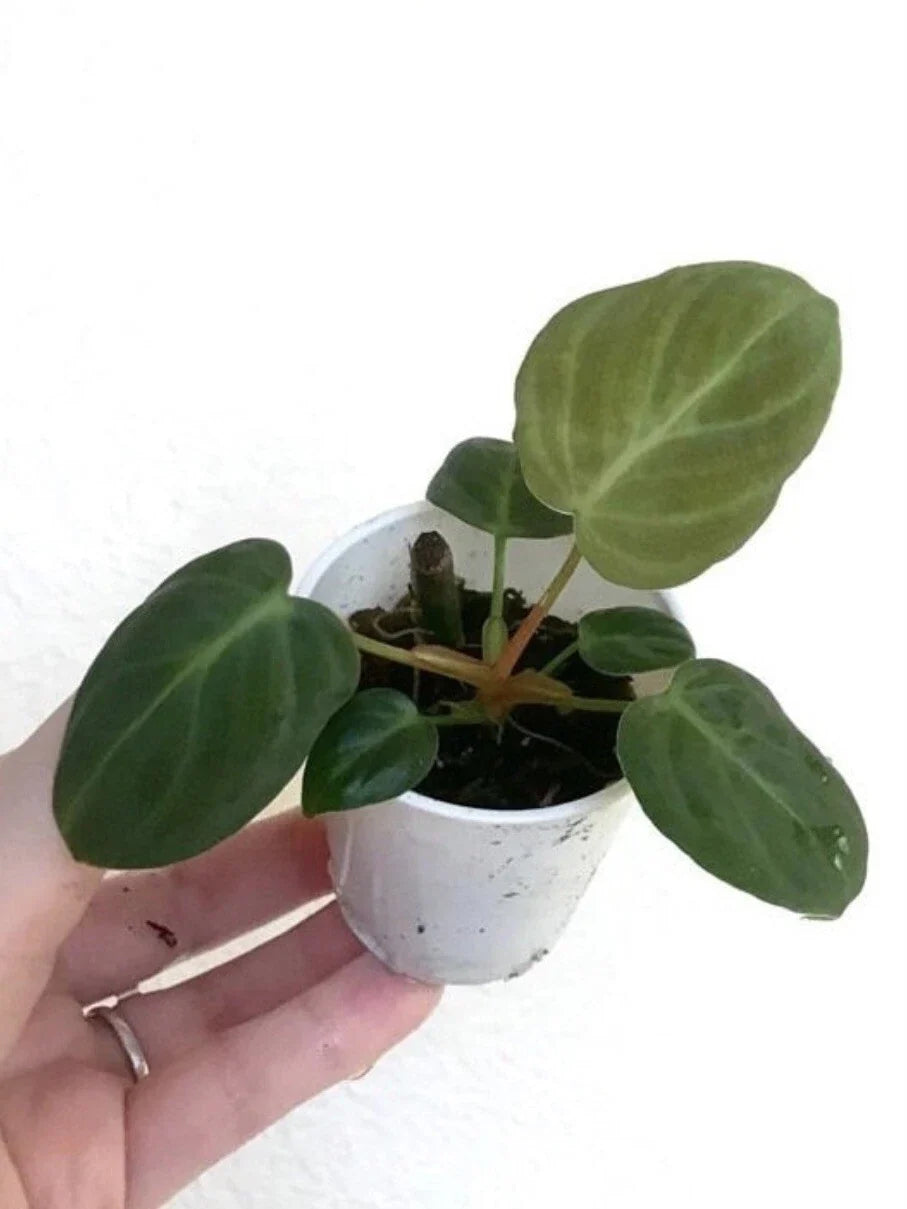Philodendron El Choco Red Small Starter Plant – Rooted Houseplant for Terrarium & Vivarium – Unique Red & Green Foliage
