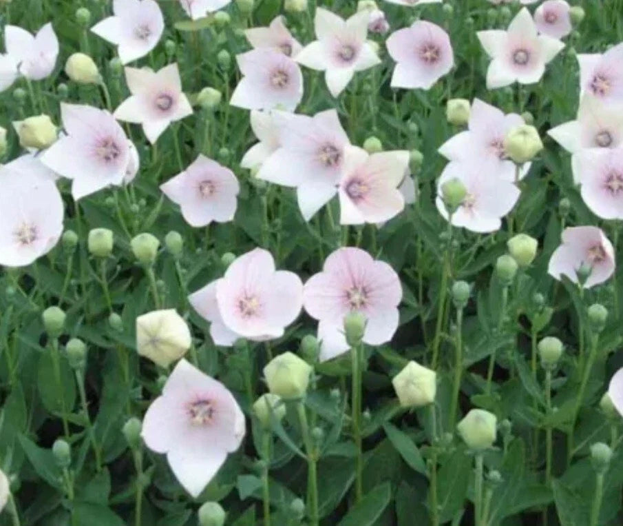 Astra Pink Balloon Flower Bare Root Plant - Platycodon grandiflorus - Vibrant Pink Perennial for Full Sun Garden