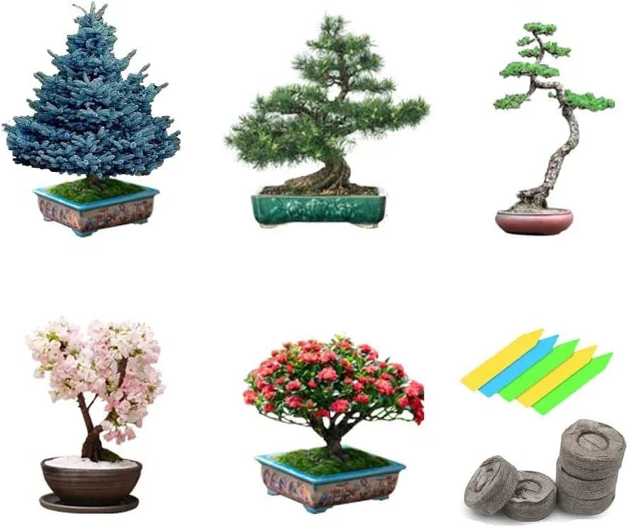 Bonsai Tree Seeds Pack – 5 Varieties Non-GMO Heirloom Seeds for Indoor Gardening, Miniature Trees