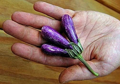 Mini Eggplant Seeds - Little Fingers Asian Heirloom Solanum melongena - Non-GMO, Compact, 25 Pack
