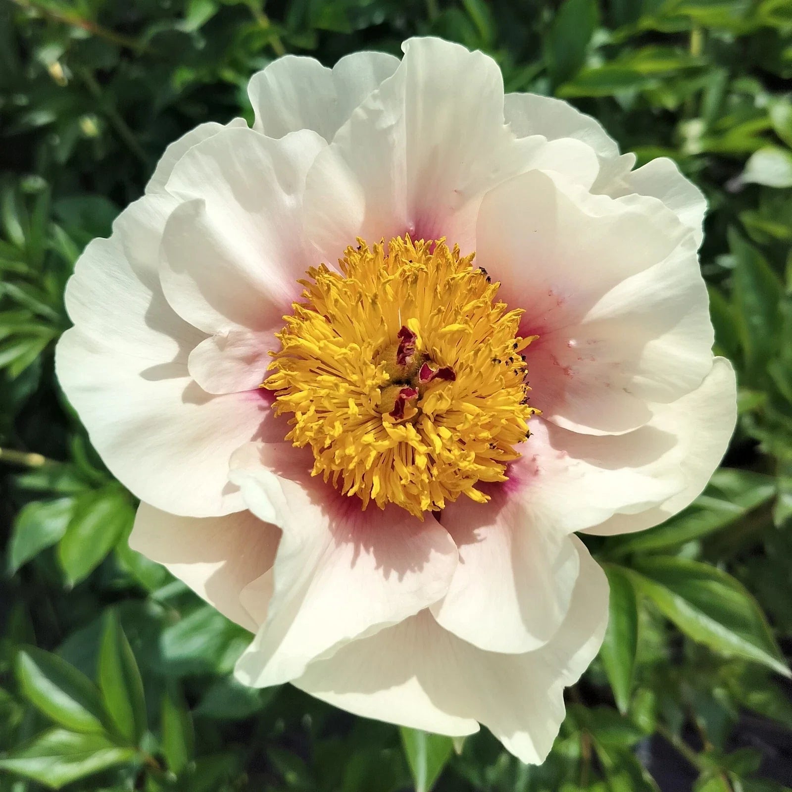 Large Bare Root Herbaceous Peony 'Folk Art' 5-7 Eyes - Paeonia lactiflora Fall Shipping