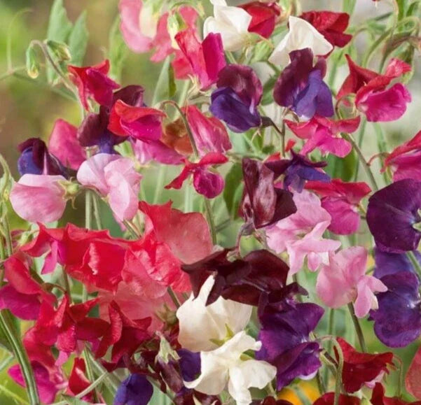 Sweet Pea Seeds - Elegance Mix 20 Pack - Fragrant Climbing Flowers - Lathyrus odoratus