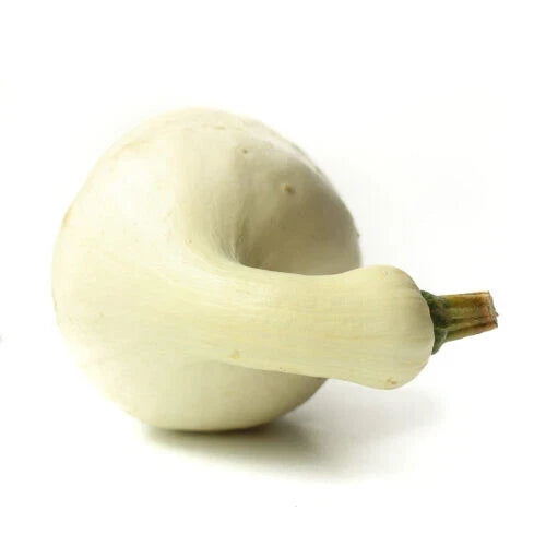 Cushaw Squash Seeds - 25+ Pack Heirloom Cucurbita mixta Non-GMO Open-Pollinated Garden Seeds