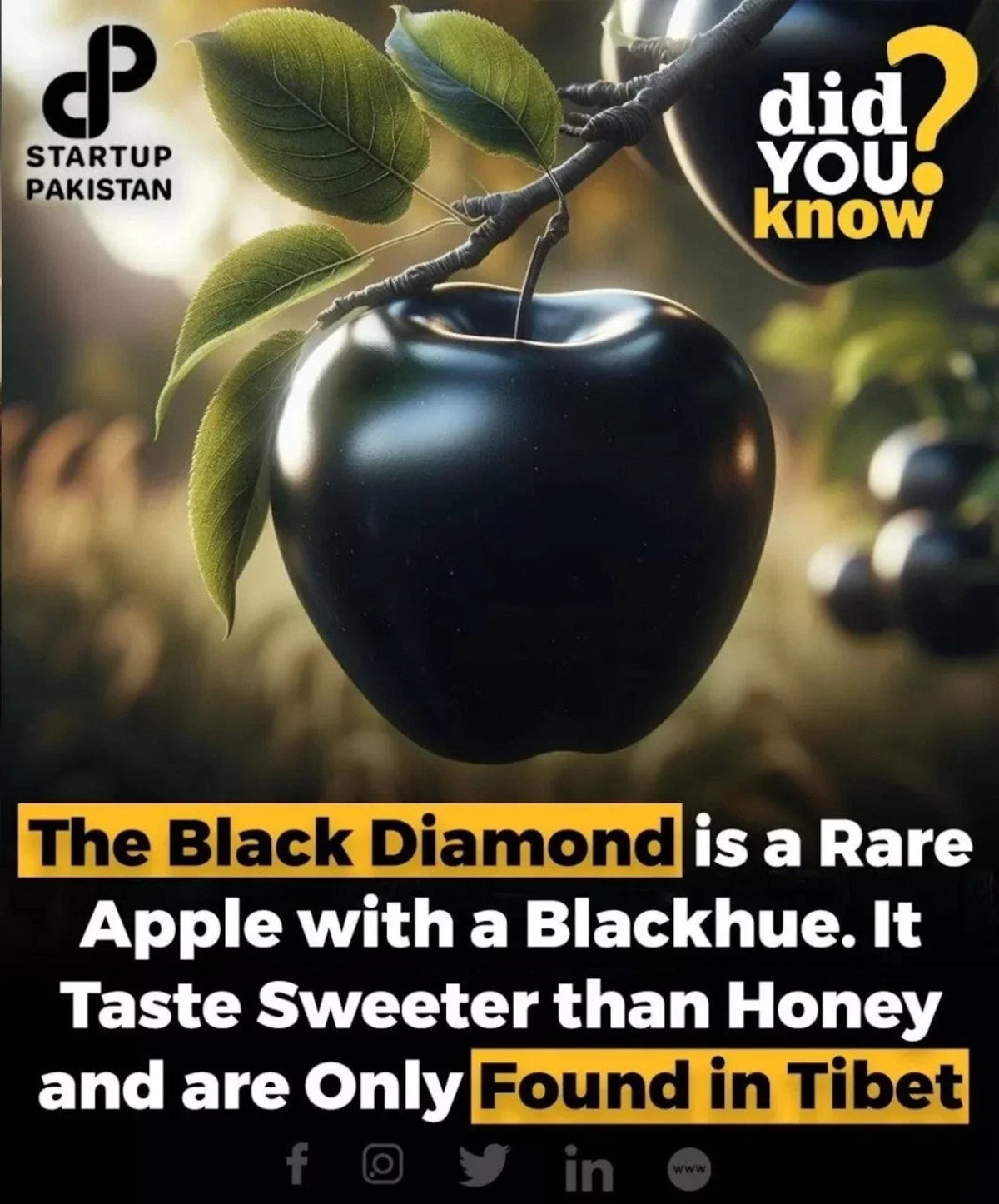 Rare Black Diamond Apple Cutting for Rooting or Grafting - Malus domestica Unique Fruit Tree