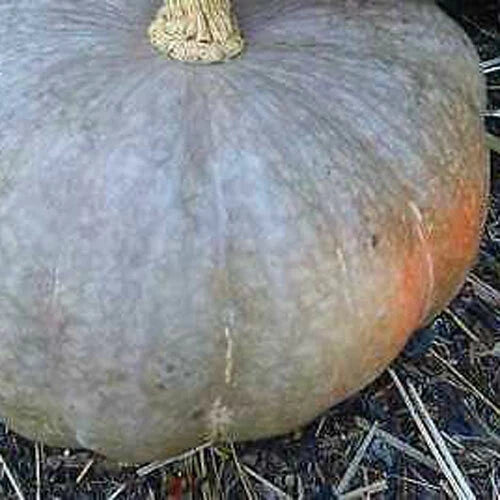 Strawberry Crown Winter Squash Seeds - Heirloom Cucurbita maxima Vegetable Seeds for Home Garden, 25 Seeds
