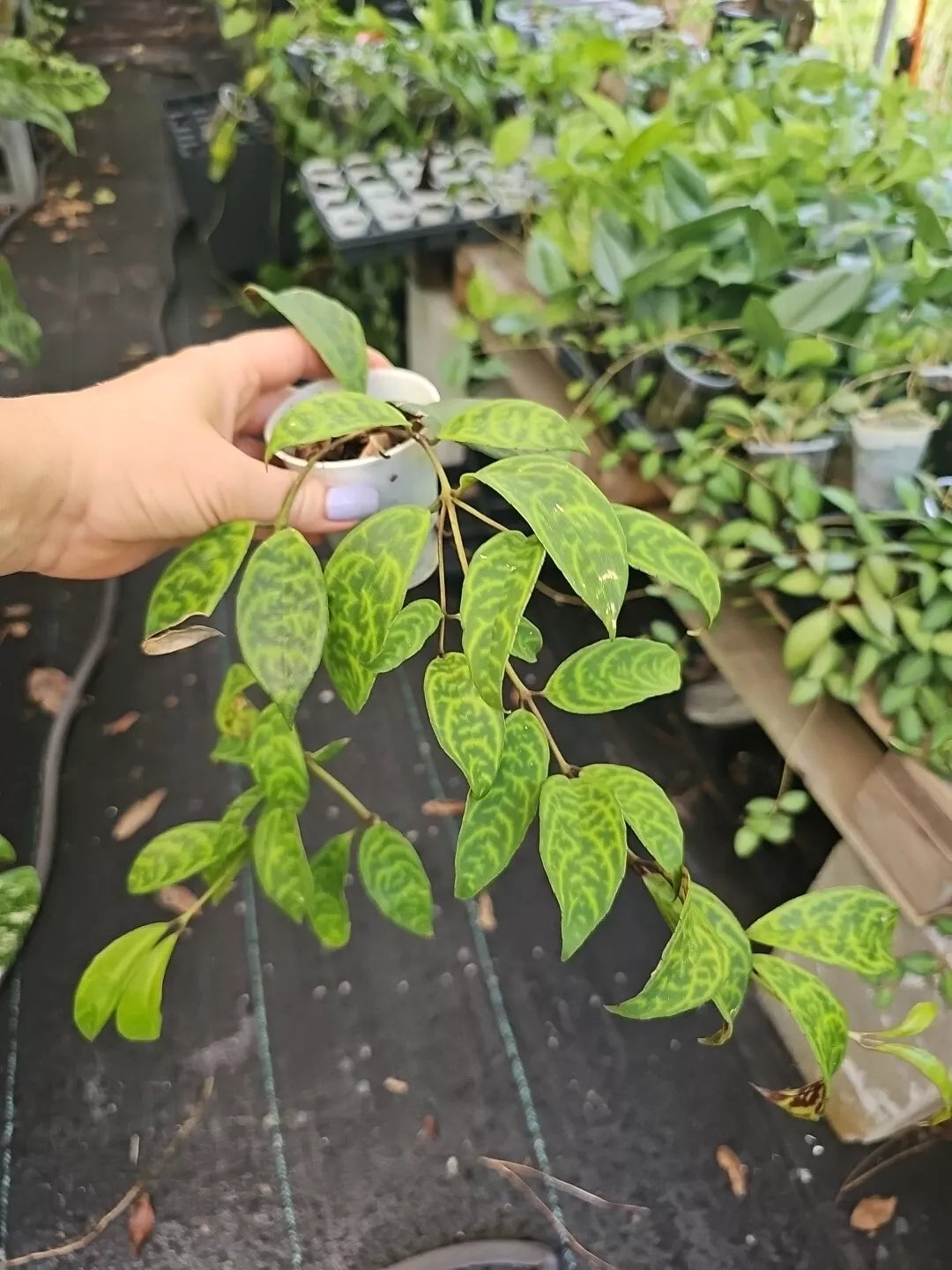 Lipstick Plant Black Pagoda Aeschynanthus Longicaulis 2.5" Pot Indoor Houseplant