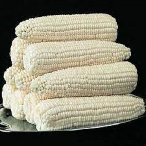 Silver Queen Corn Seeds - High Yield Zea mays - Fresh Non-GMO Seeds