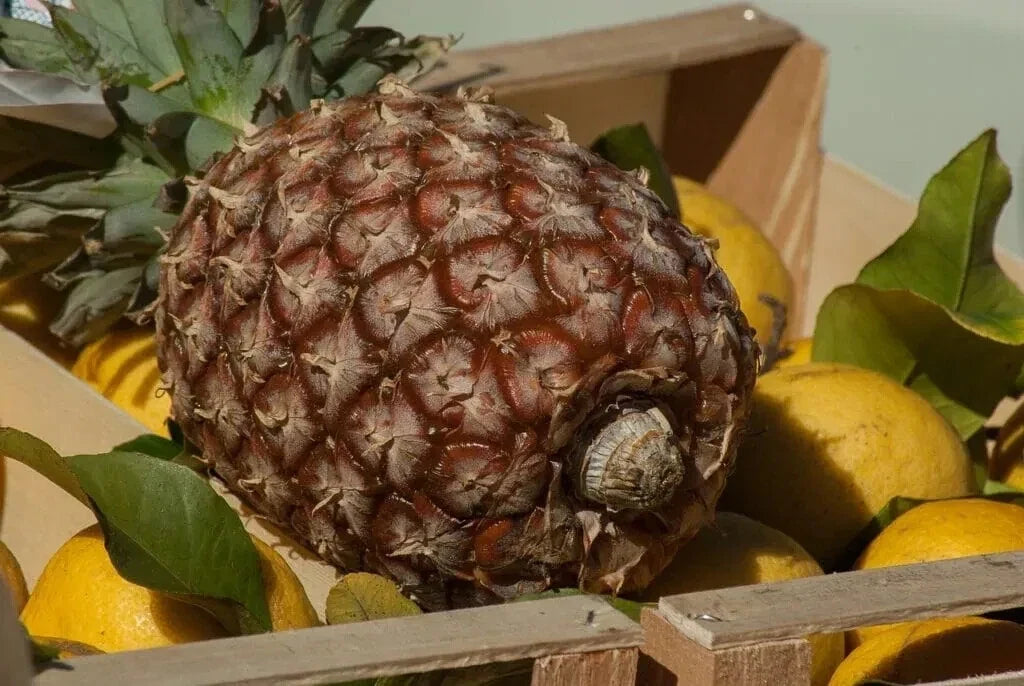 James Queen Pineapple Seeds - 15+ Pack Ananas comosus for Home Garden Planting, Non-GMO, Easy to Grow, USA Free Shipping