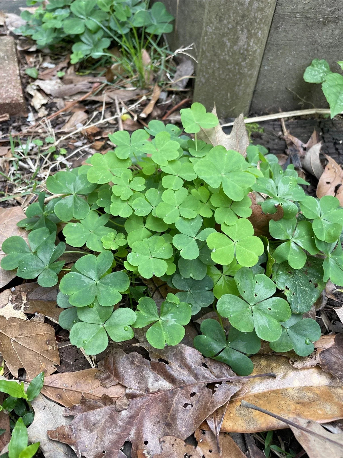 40 Pink Oxalis Wood Sorrel Bulbs - Perennial, Drought-Resistant, Easy Care, Oxalis triangularis for Tropical Gardens