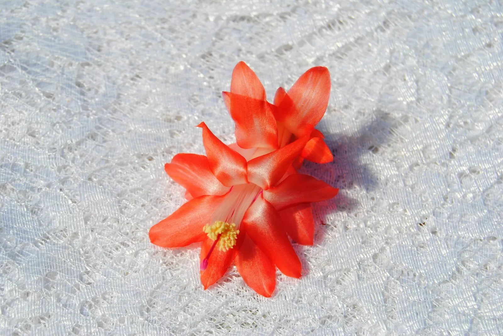 Christmas Cactus Starter Plant - Blushing Belle Schlumbergera Truncata - Well-Rooted Indoor Succulent for Holiday Decor