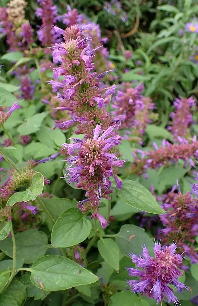 Agastache Seeds 200 Count Pinkish-Purple Flowers Hardy Perennial Hyssop Plant Agastache rugosa