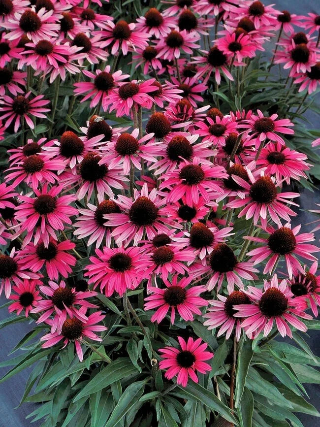 Wicked Coneflower Seeds 200+ Pack - Echinacea purpurea Perennial Garden Planting for Pollinators