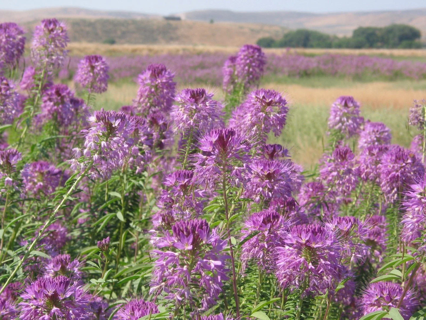 Rocky Mountain Bee Plant Seeds – Native Wildflower for Pollinators – Cleome serrulata – 100+ Seeds for Bees & Butterflies