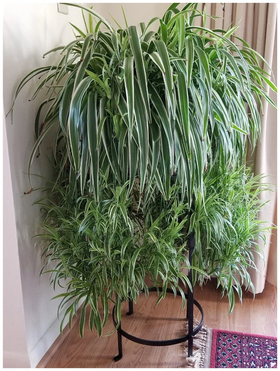 Spider Plant Live Herbs - Easy to Grow Chlorophytum comosum - 3 Healthy Indoor Plants
