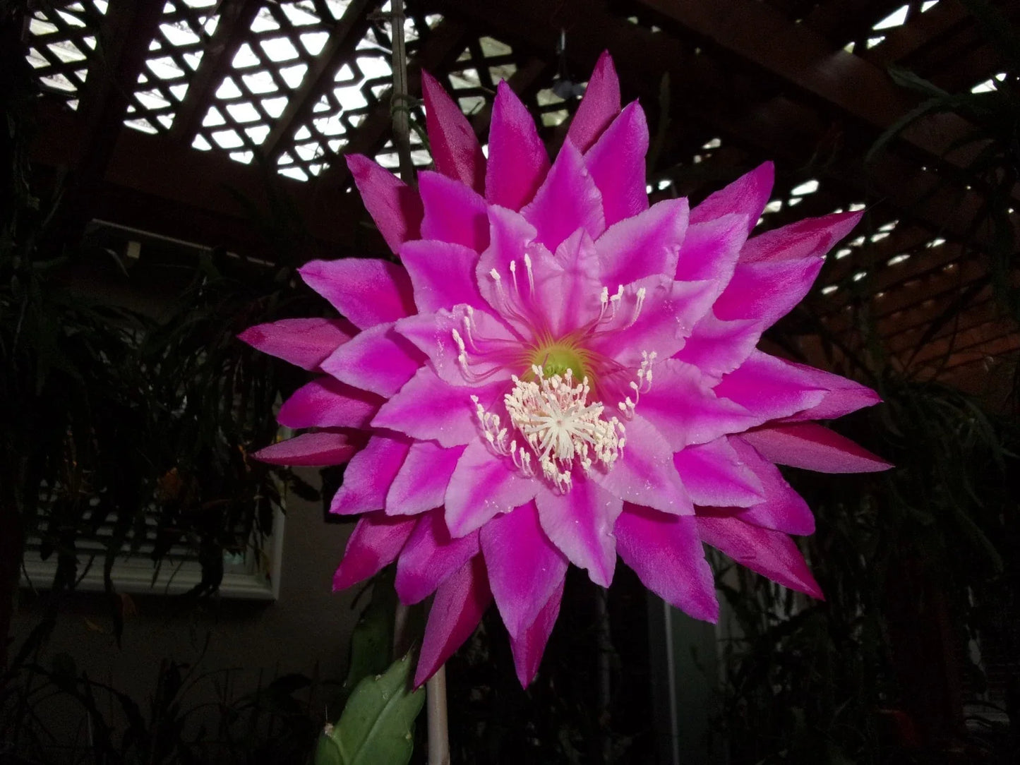 Epiphyllum Orchid Cactus Cutting - Kiwi Fanfare - Unique Succulent Plant for Indoor Gardening - Epiphyllum spp.