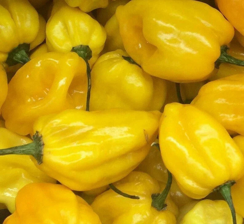 Lemon Habanero Hot Pepper Seeds - 20+ Capsicum chinense Seeds for Spicy Salsa