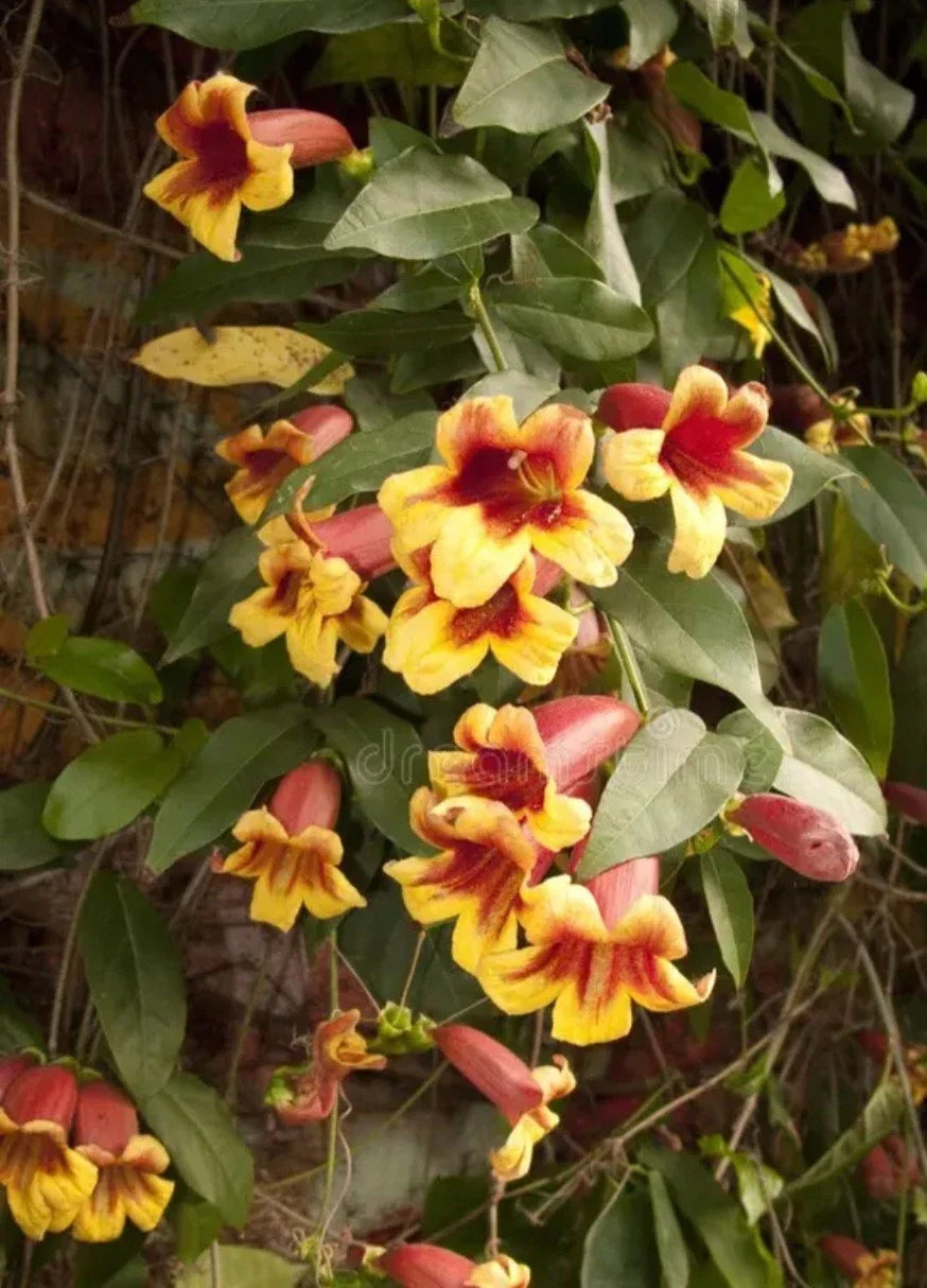 Golden Crossvine Live Plant Bare Root 1' Bignonia capreolata Climbing Vine for Gardens