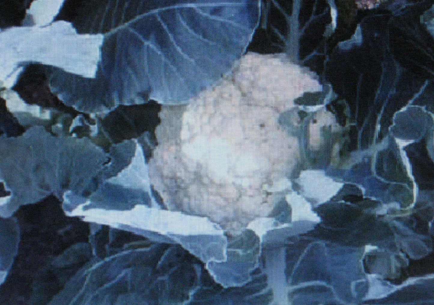 Bulk Cauliflower Seeds 500 Count - Self-Blanche Variety, Large Head Brassica oleracea