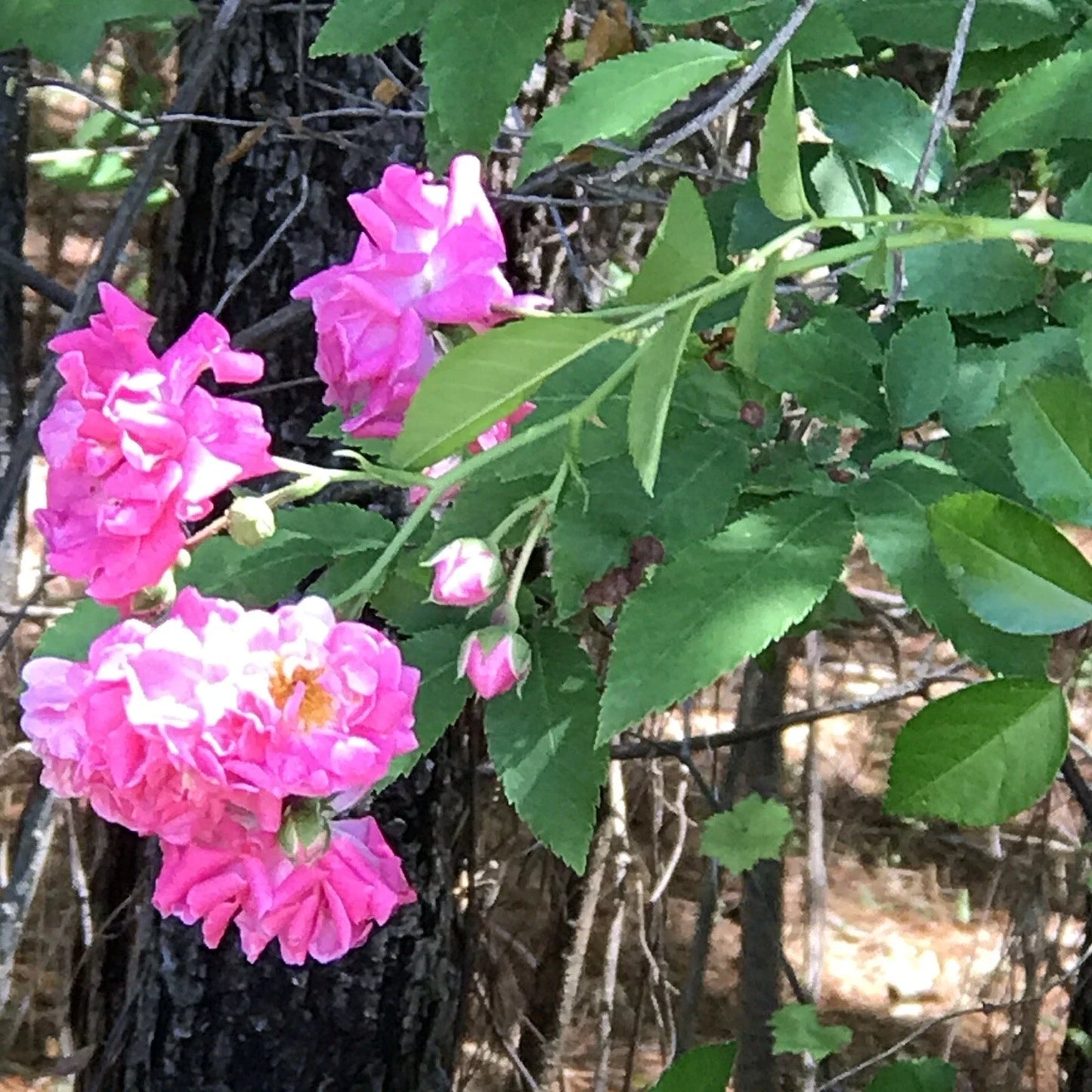 Heirloom Pink Seven Sisters Roses Climbing Cuttings – Rosa 'Seven Sisters' Garden Propagation Material