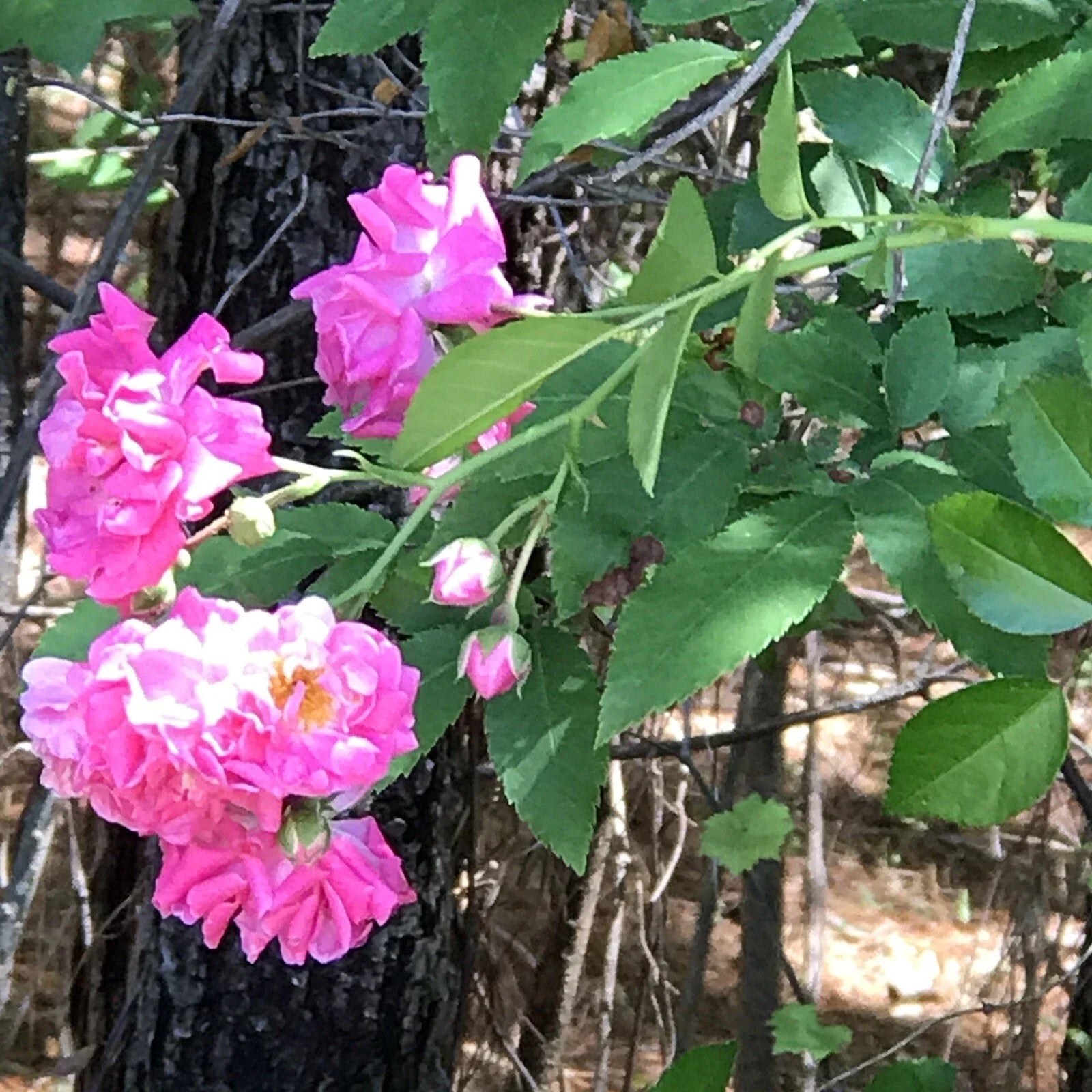 Heirloom Pink Seven Sisters Roses Climbing Cuttings – Rosa 'Seven Sisters' Garden Propagation Material