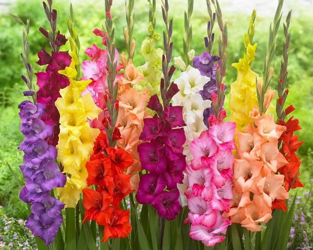Gladiolus Bulbs 10 Pack Mixed Colors Perennial Flowering Bulbs Gladiolus hortulanus