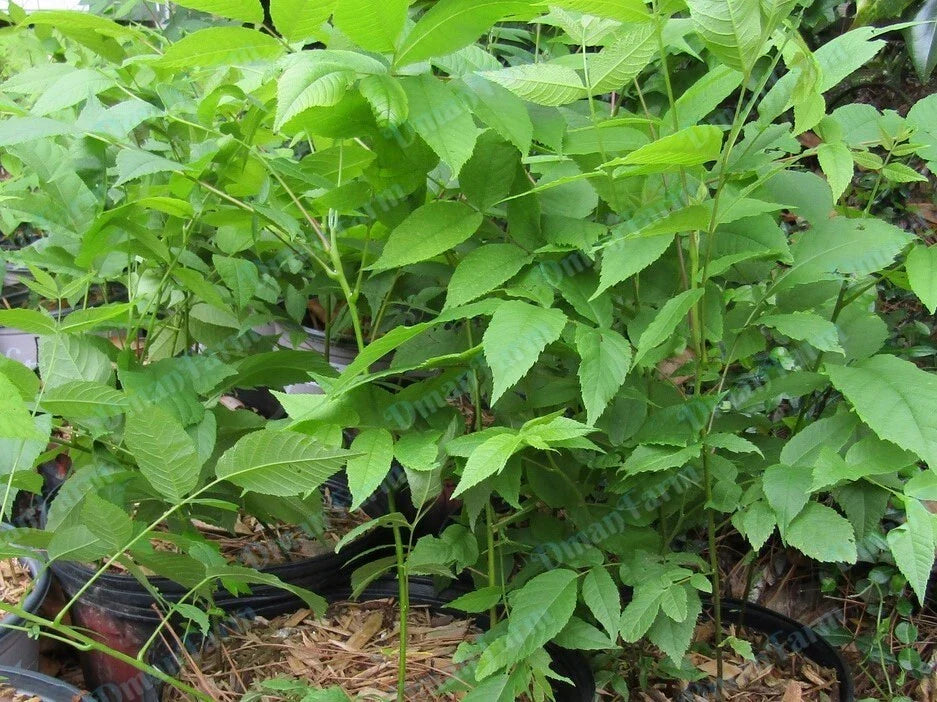 Black Walnut Trees Seedlings - 12-16" Live Bareroot Juglans Nigra Organic Plants for Nut Production