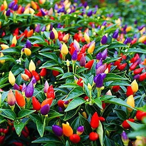 Colorful Pepper Plant Seeds – 25+ Capsicum annuum Exotic Varieties for Gardening and Culinary Use