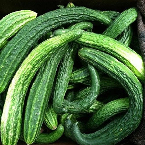 Suyo Long Cucumber Seeds | Heirloom Non-GMO Cucumis sativus Vegetable Garden Planting