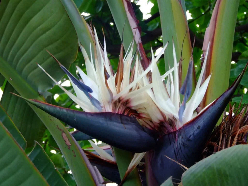 Giant Bird of Paradise Plant - 10-12 Inches Tall Strelitzia Nicholai Rooted Indoor Plant