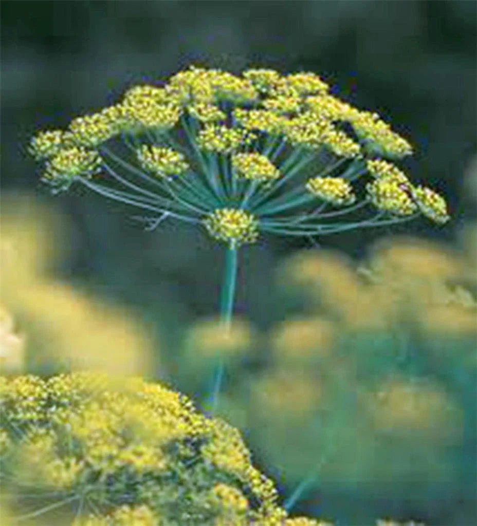 Dill Seed Heirloom Non-GMO 25+ Seeds Anethum graveolens Culinary Herb for Fresh or Dried Use