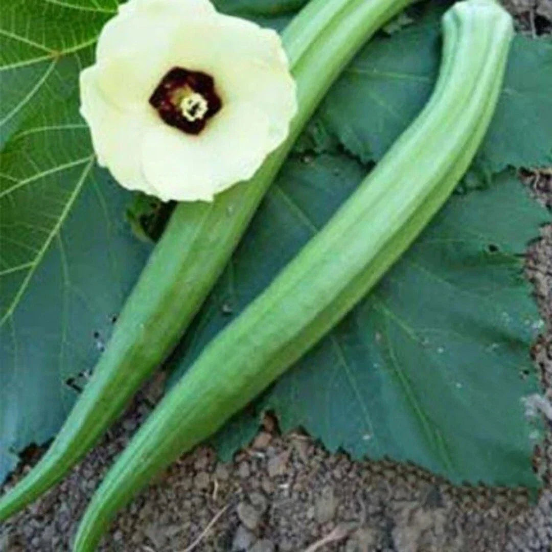 Perkins Long Pod Okra Seeds - Organic Heirloom Non-GMO Abelmoschus esculentus