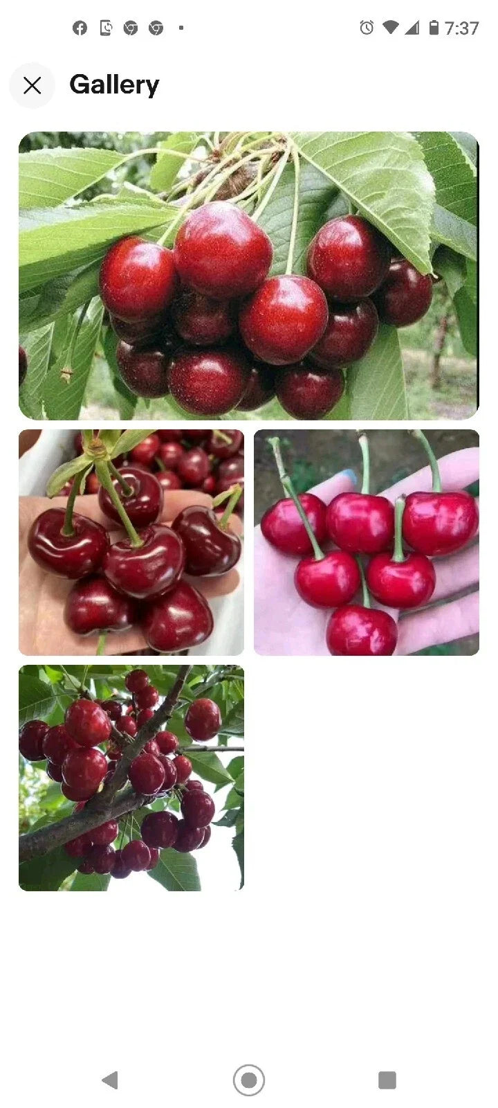 Black Cherry Seeds 10+2 Free | Edible Fruit | Prunus serotina | Native USA Tree for Zones 3-9