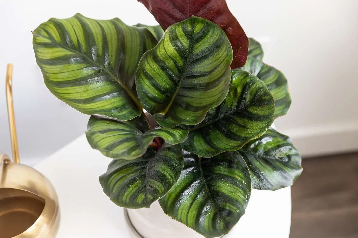 Calathea Fasciata Seeds – 25+ Rare Indoor/Outdoor Planting Seeds – Calathea fasciata for Lush Foliage & Garden Growth