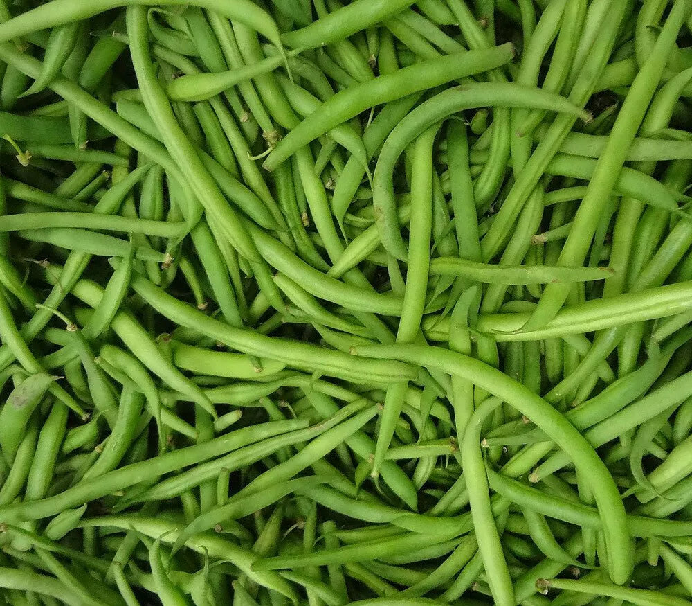 Burpee Stringless Green Bean Seeds 1/4 LB Non-GMO Phaseolus vulgaris