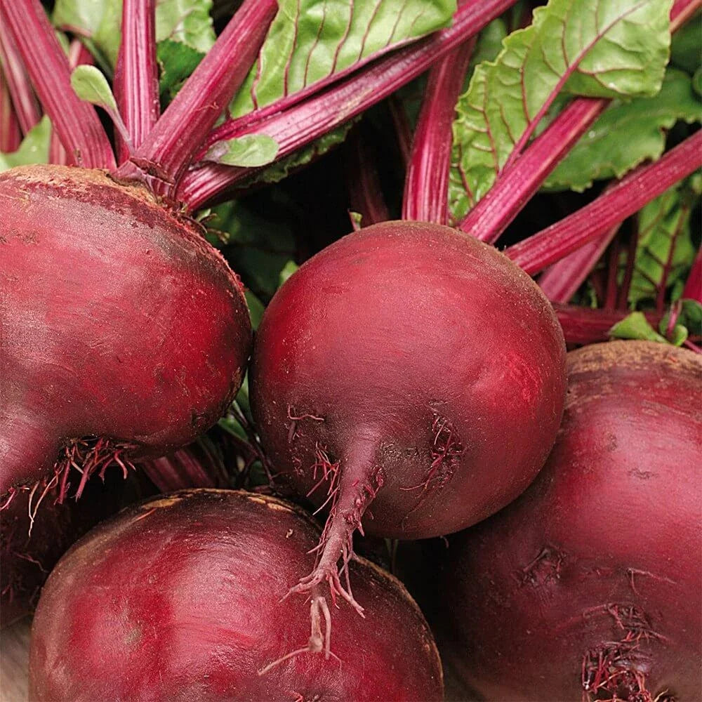 Beetroot Seeds - Detroit Dark Red Beta vulgaris Non-GMO Heirloom Vegetable Garden Seeds - 100 Pack