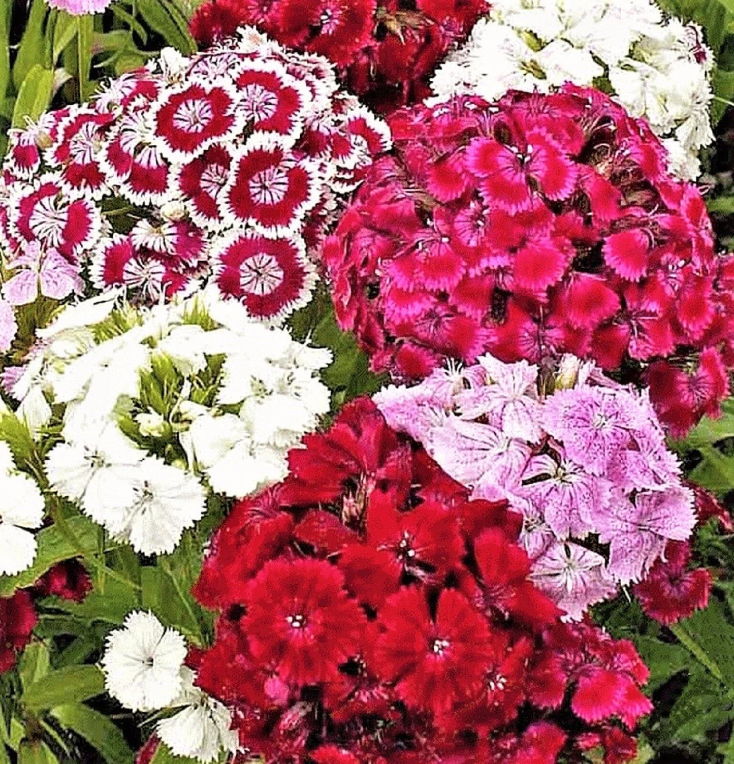 Sweet William Seeds - 200+ Dianthus barbatus Flower Seeds for Garden, Perennial, Colorful Blooms, Butterfly & Pollinator Attractant