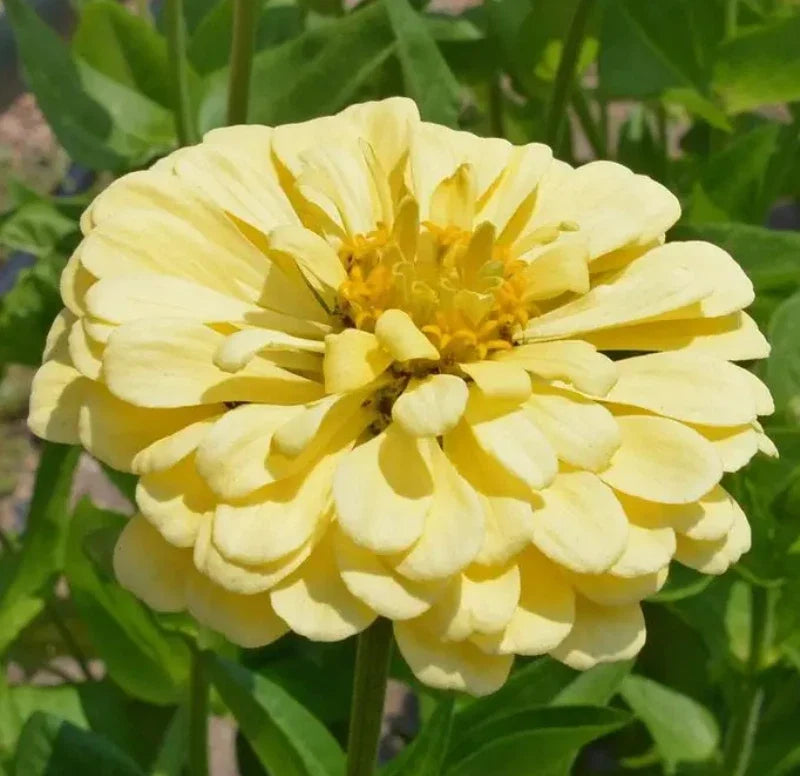 Zinnia Seeds Pack of 200 Isabellina Yellow Non-GMO Butterfly & Hummingbird Garden Flowers
