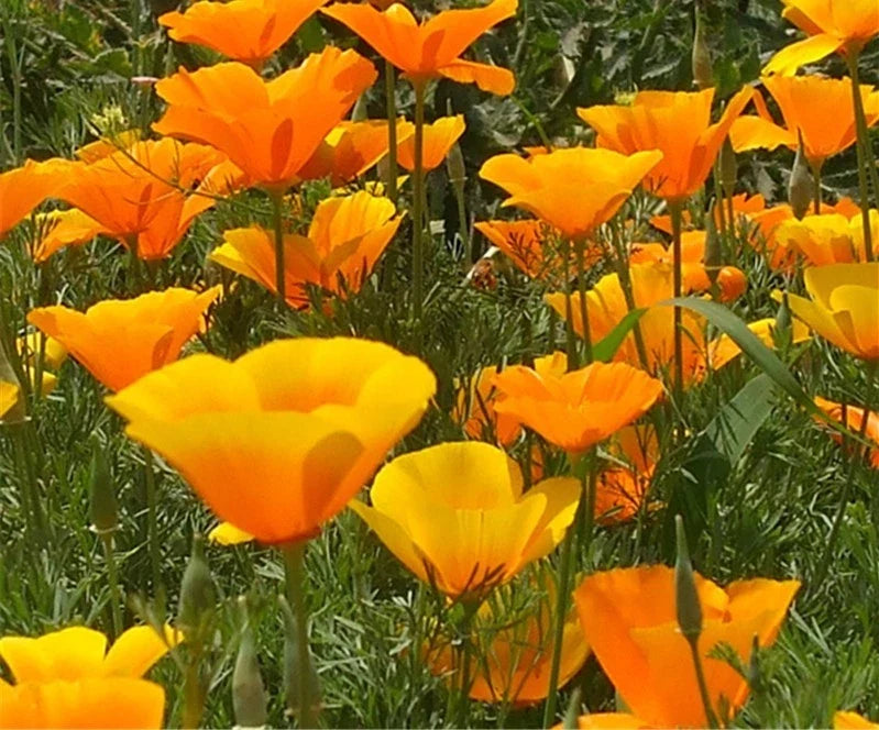 California Poppy Seeds – Bright Orange Flower Seeds – Eschscholzia californica – Annual Wildflower Seeds for Garden, Borders, and Pollinators