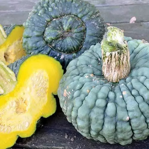 Green Warty Pumpkin Seeds for Planting - Cucurbita pepo, Heirloom, Organic, 10 Seeds